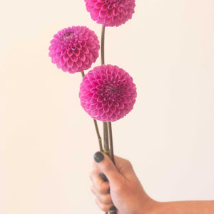 20th Ave Pure Prince