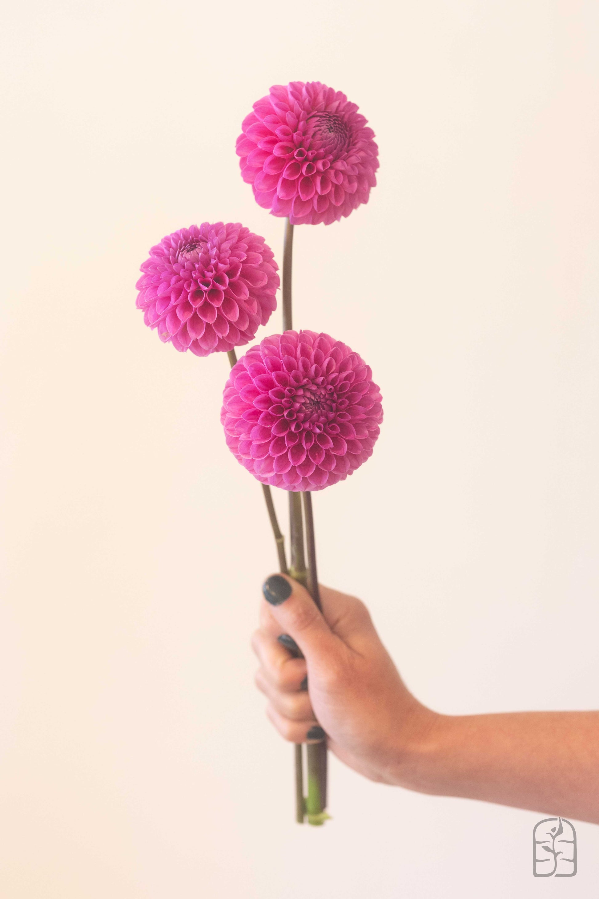 20th Ave Pure Prince