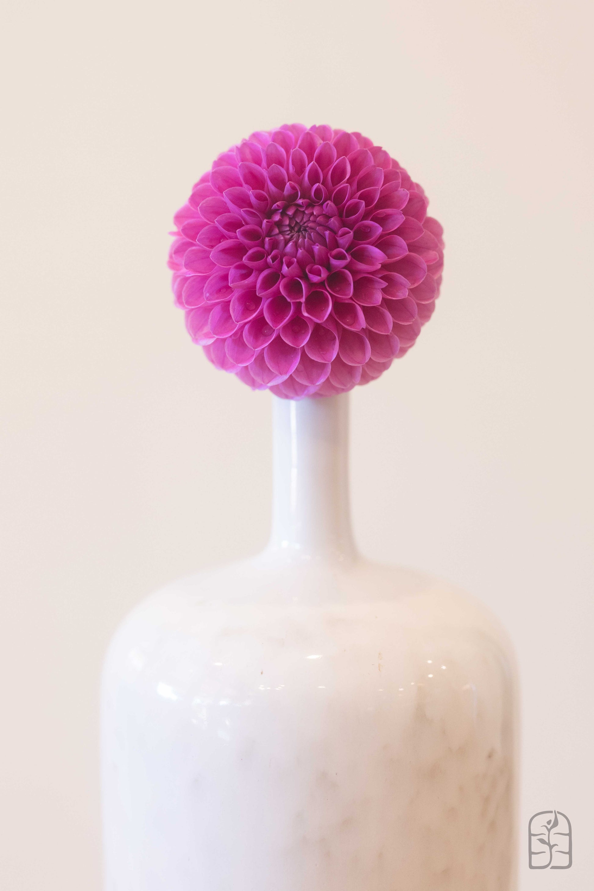 20th Ave Pure Prince