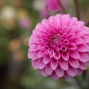 20th Ave Pure Prince