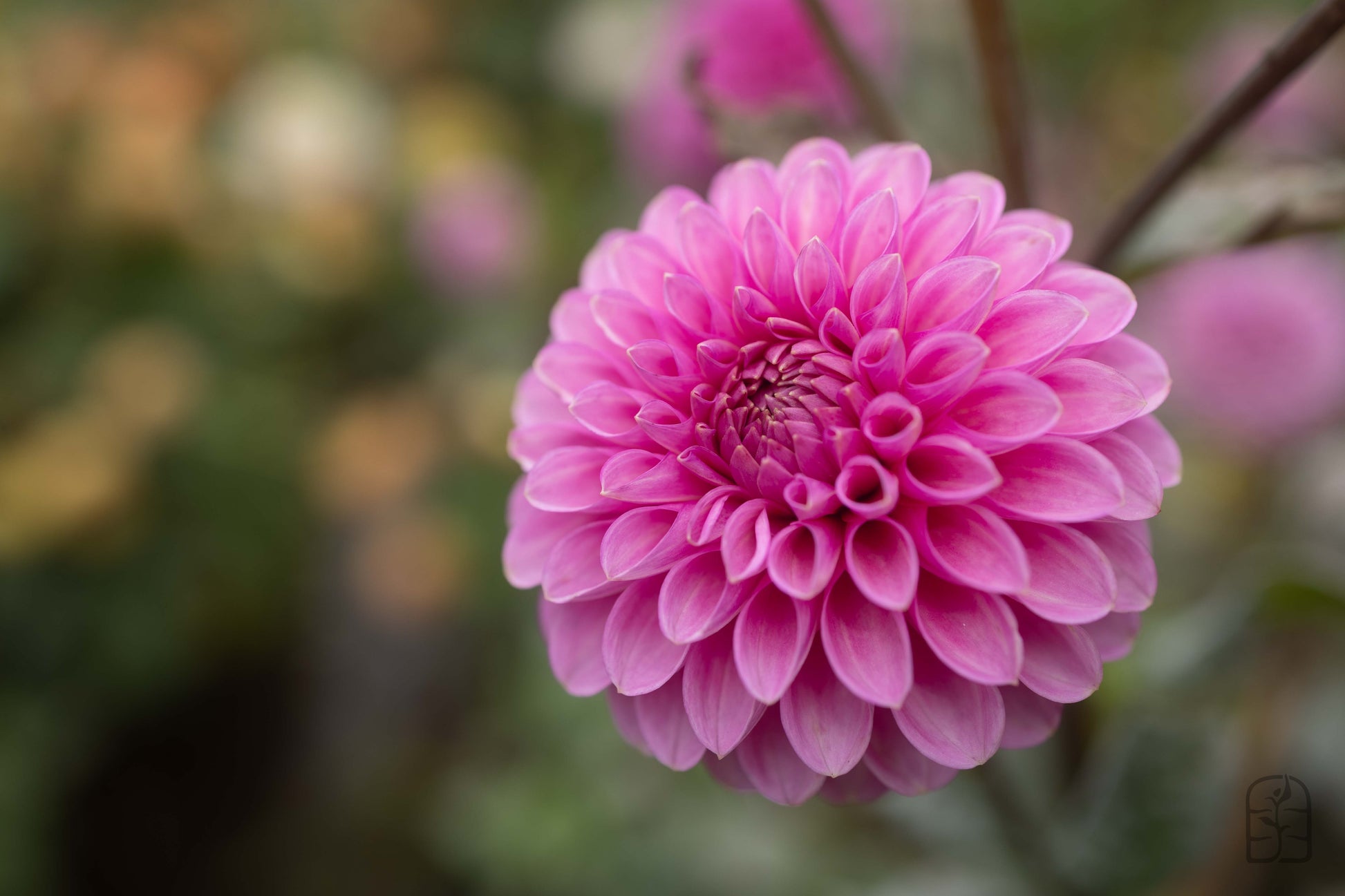 20th Ave Pure Prince