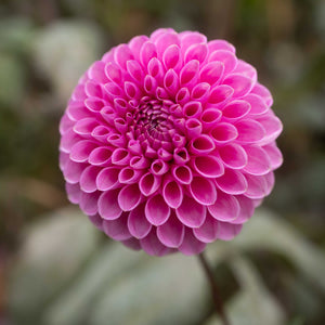 20th Ave Pure Prince