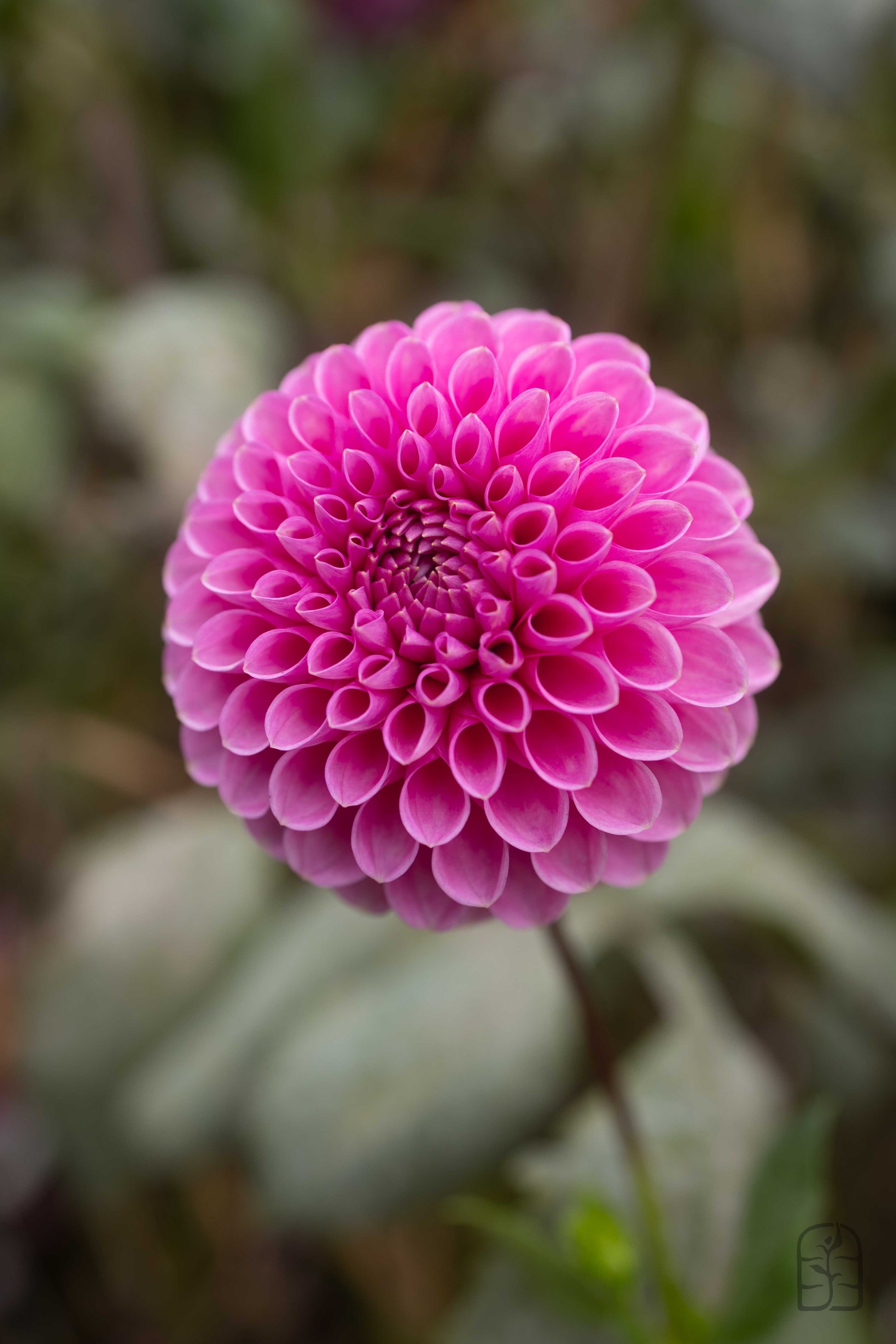 20th Ave Pure Prince