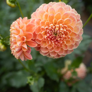 20th Ave Softer Peach