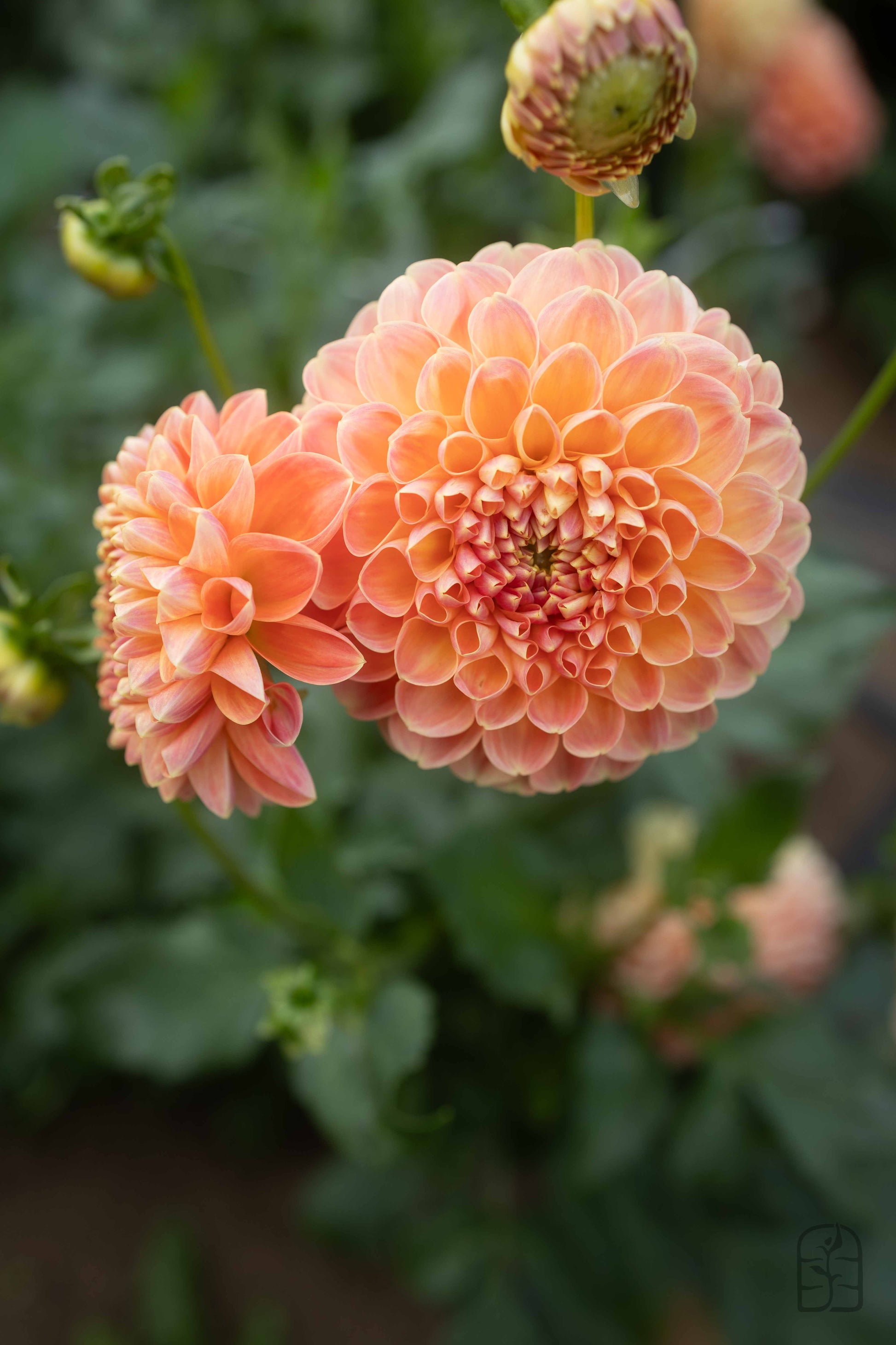 20th Ave Softer Peach