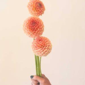 20th Ave Softer Peach