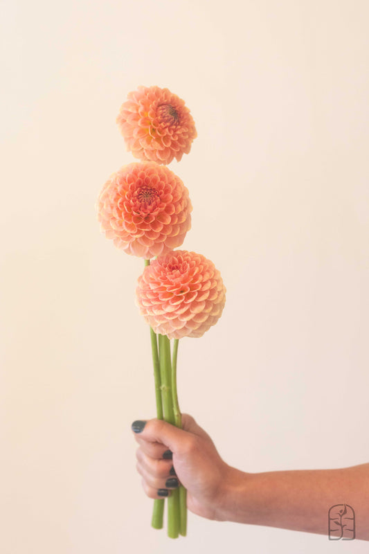 20th Ave Softer Peach