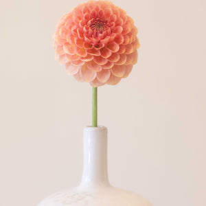 20th Ave Softer Peach