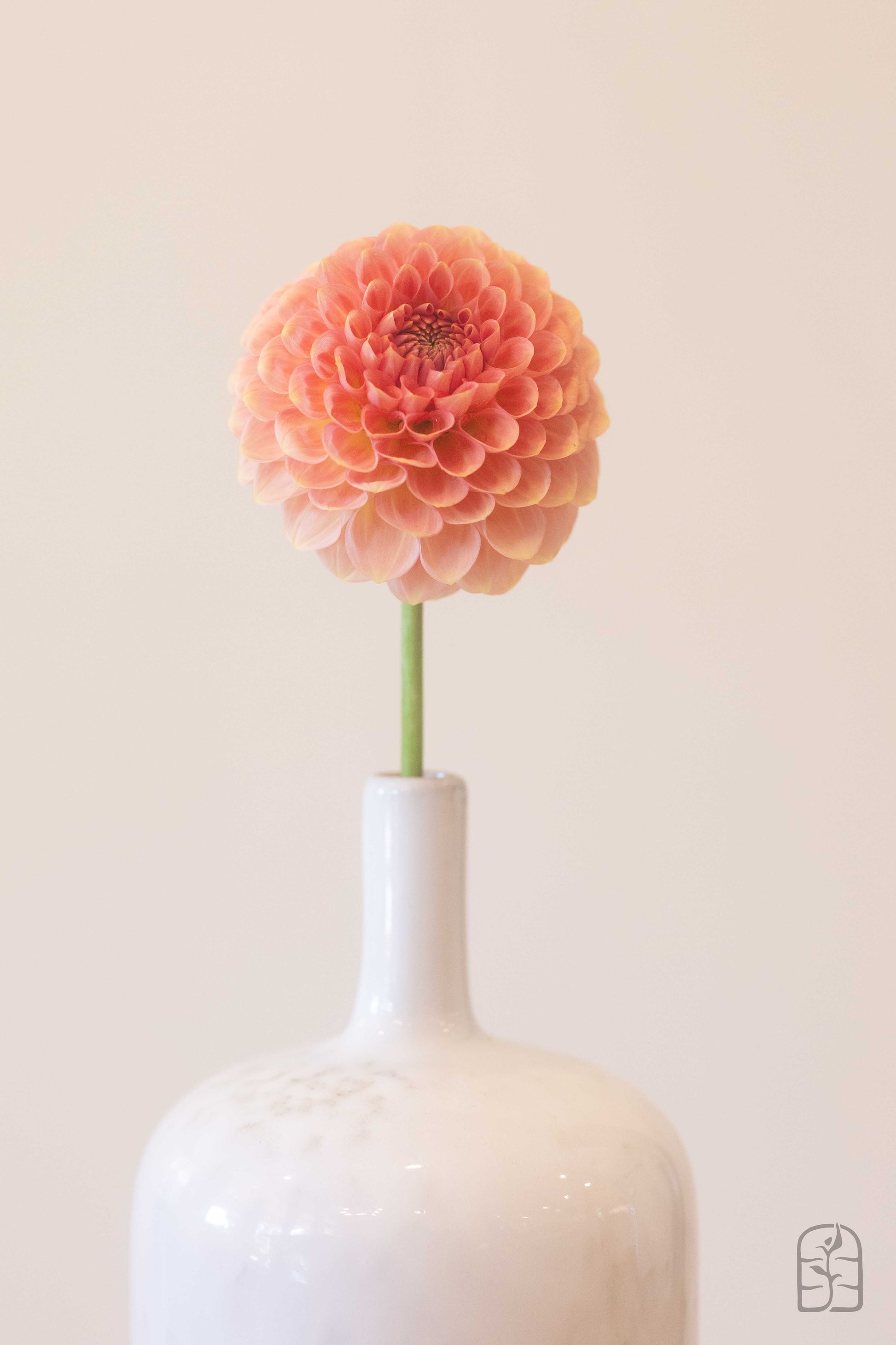 20th Ave Softer Peach