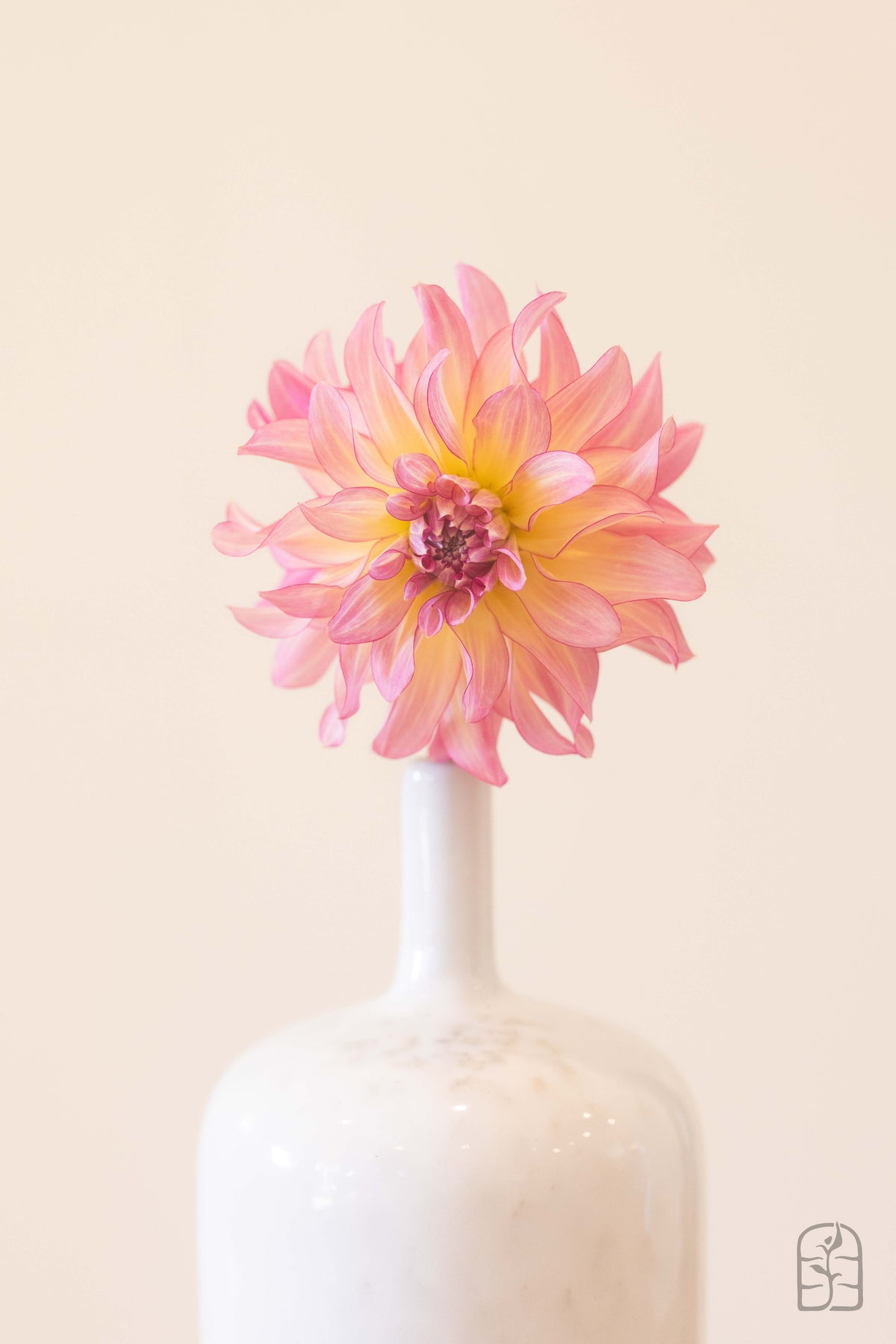 Twisp Color AC Twisp – Hidden Meadow Flowers
