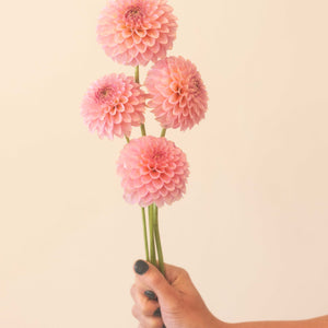 Bloomquist Pink Parfait