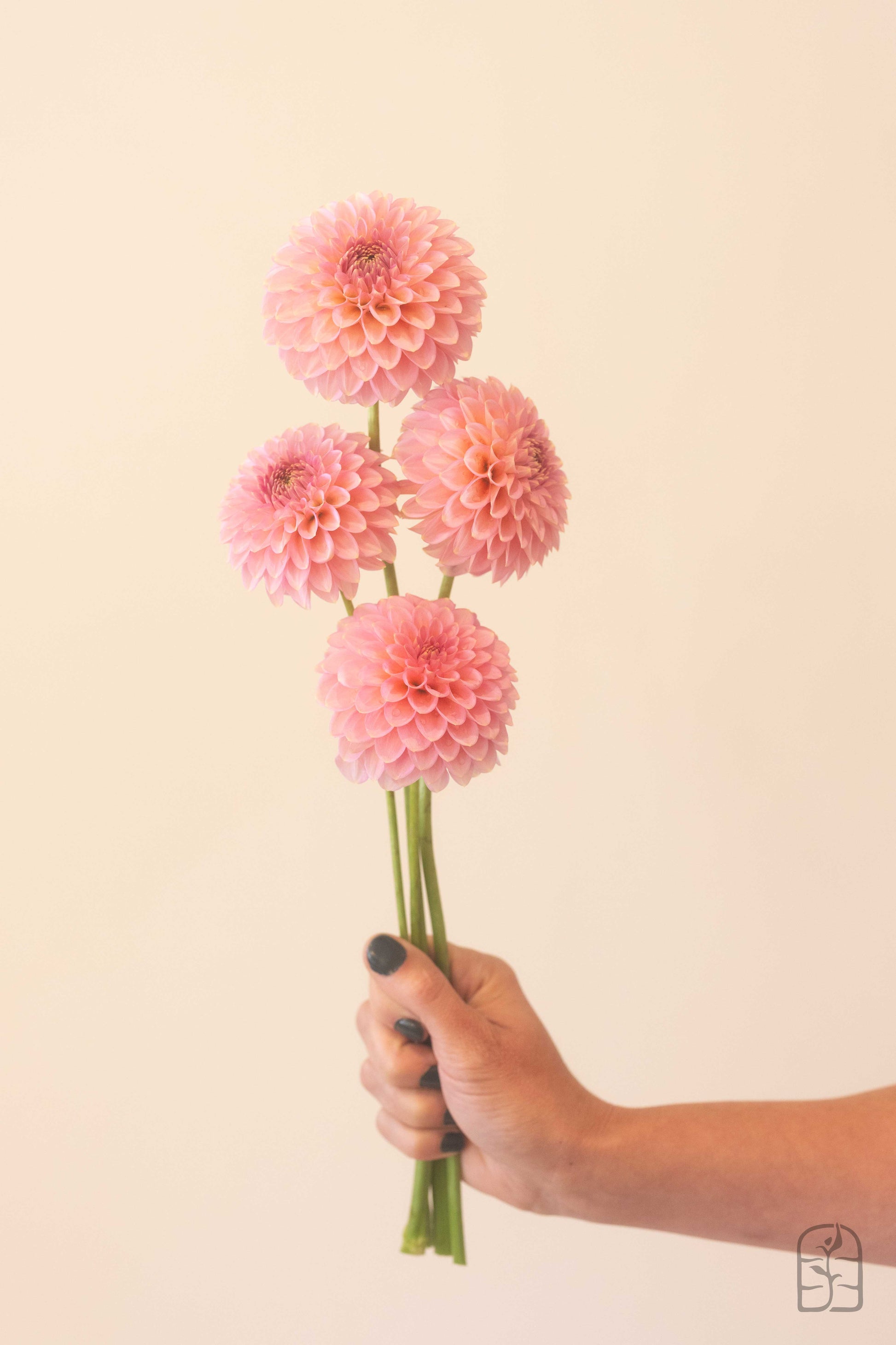 Bloomquist Pink Parfait