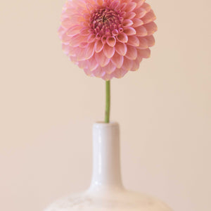 Bloomquist Pink Parfait