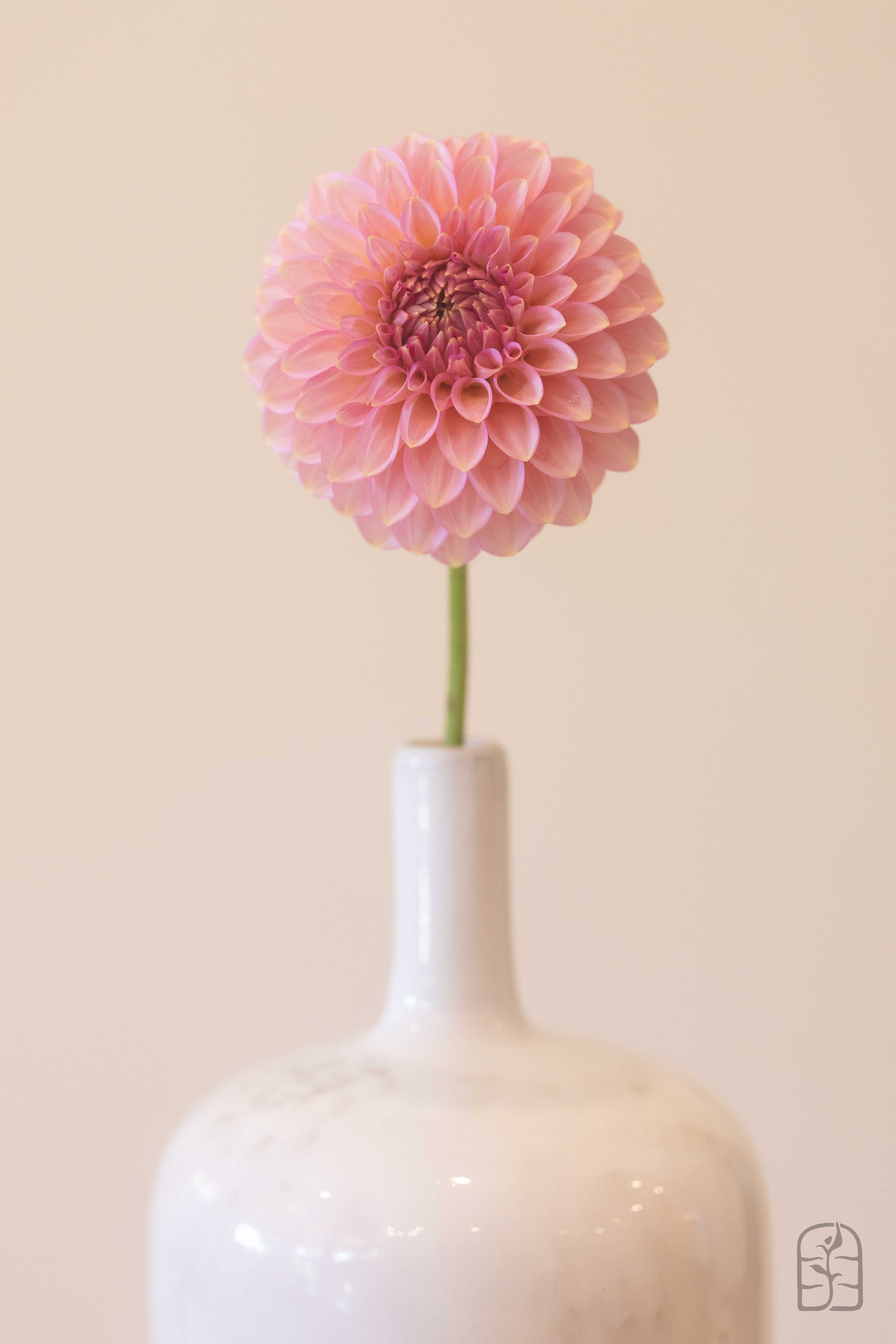 Bloomquist Pink Parfait