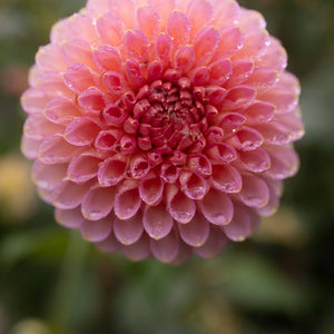 Bloomquist Pink Parfait