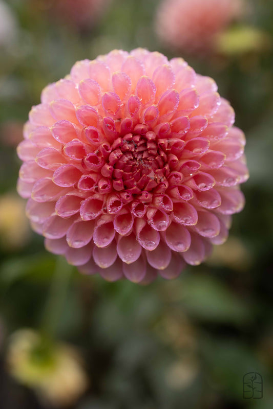 Bloomquist Pink Parfait