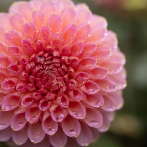 Bloomquist Pink Parfait