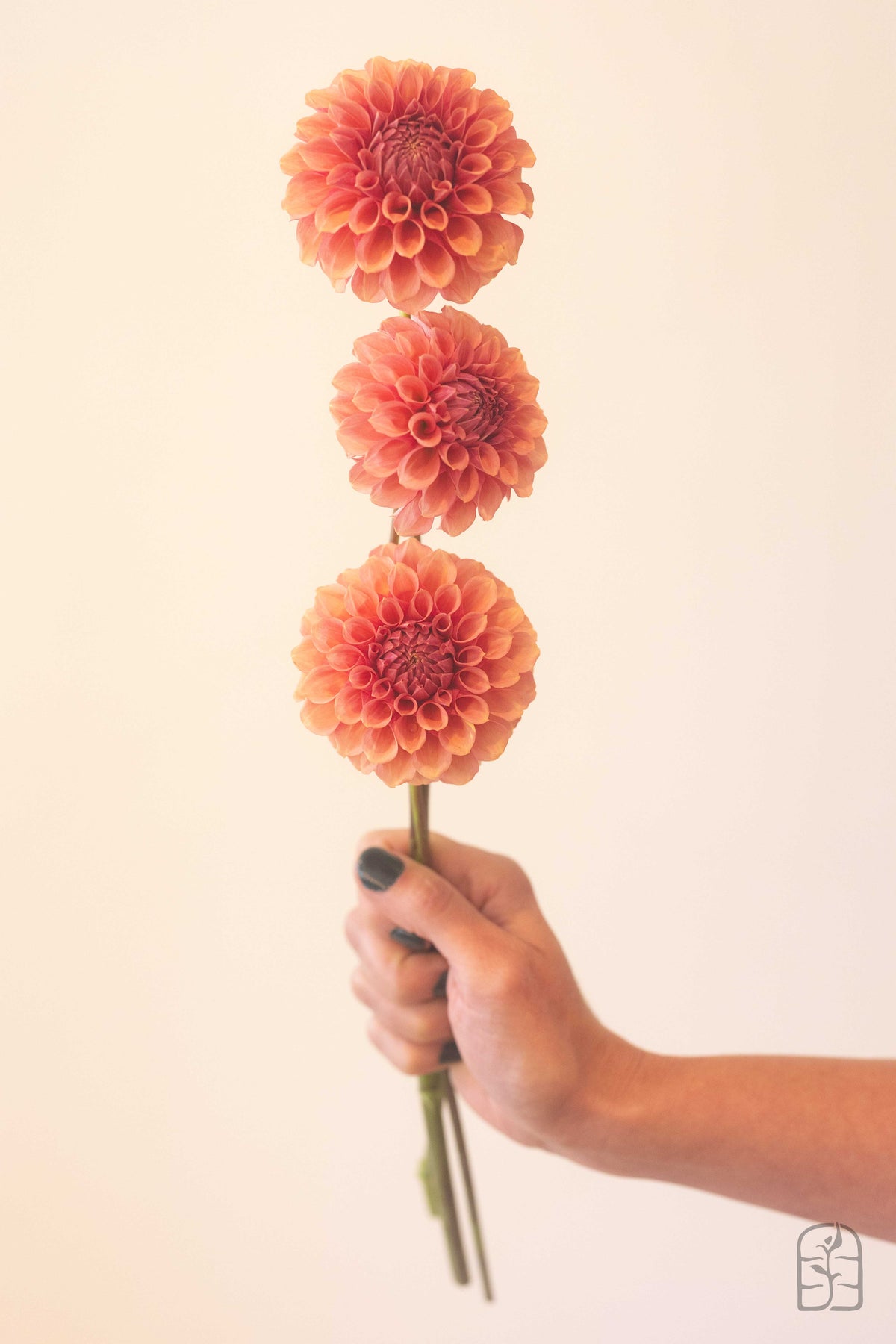 Hmf Roses Burfoot Desert Rose – Hidden Meadow Flowers