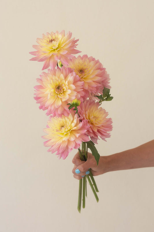 Burfoot Lotus Potted Cutting