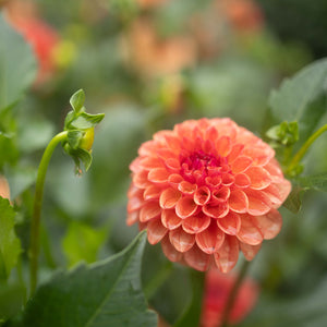 Caleb's Orange Crush