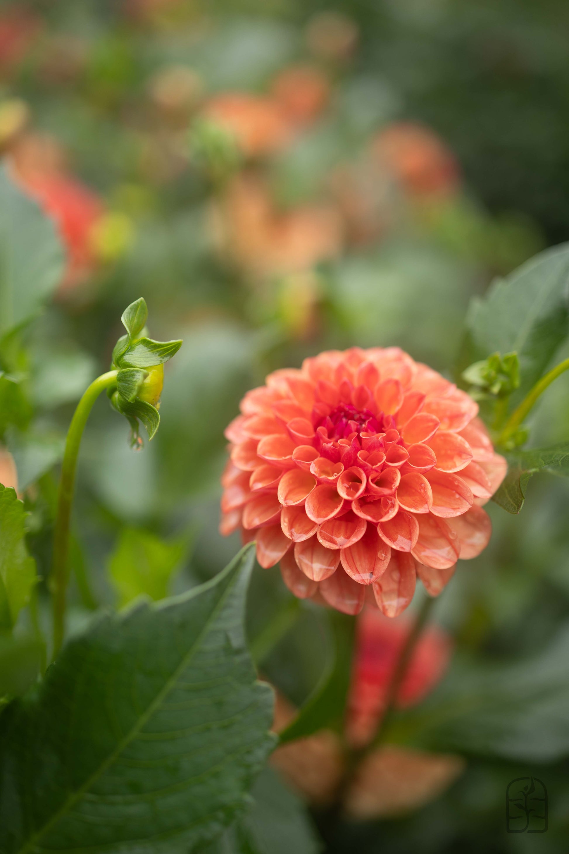 Caleb's Orange Crush