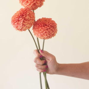 Caleb's Orange Crush