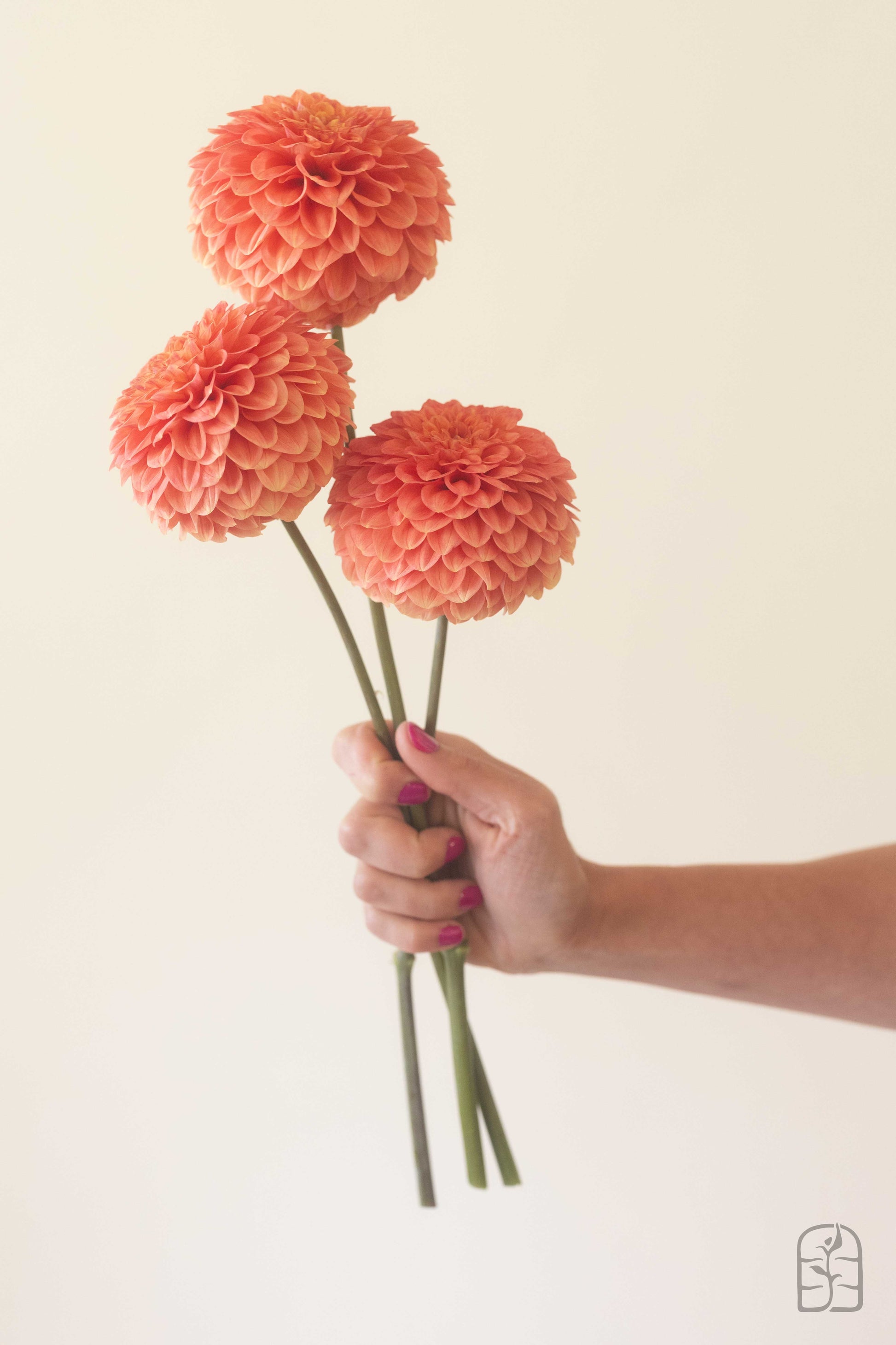 Caleb's Orange Crush