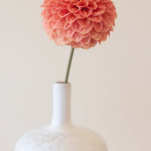 Caleb's Orange Crush