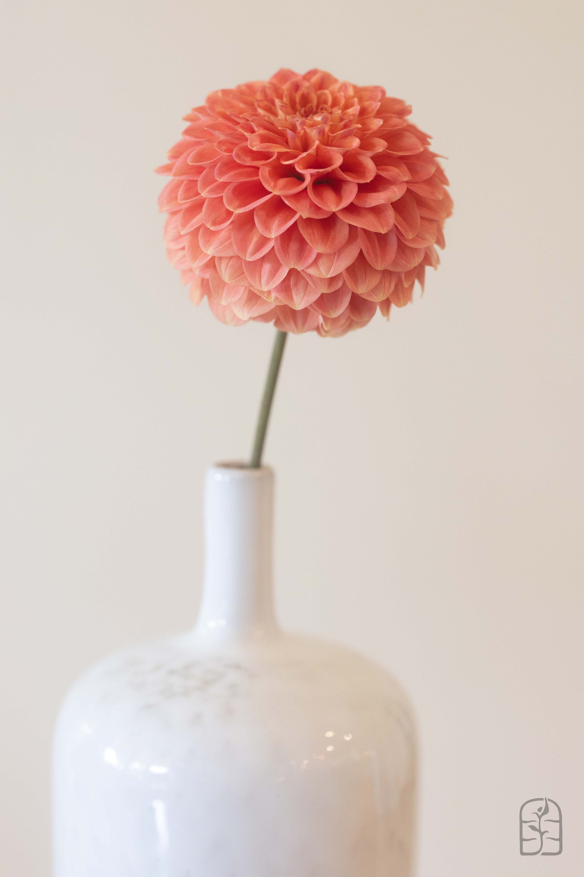 Caleb's Orange Crush