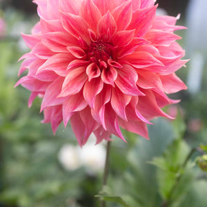 Carlos Watermelon 🇦🇺