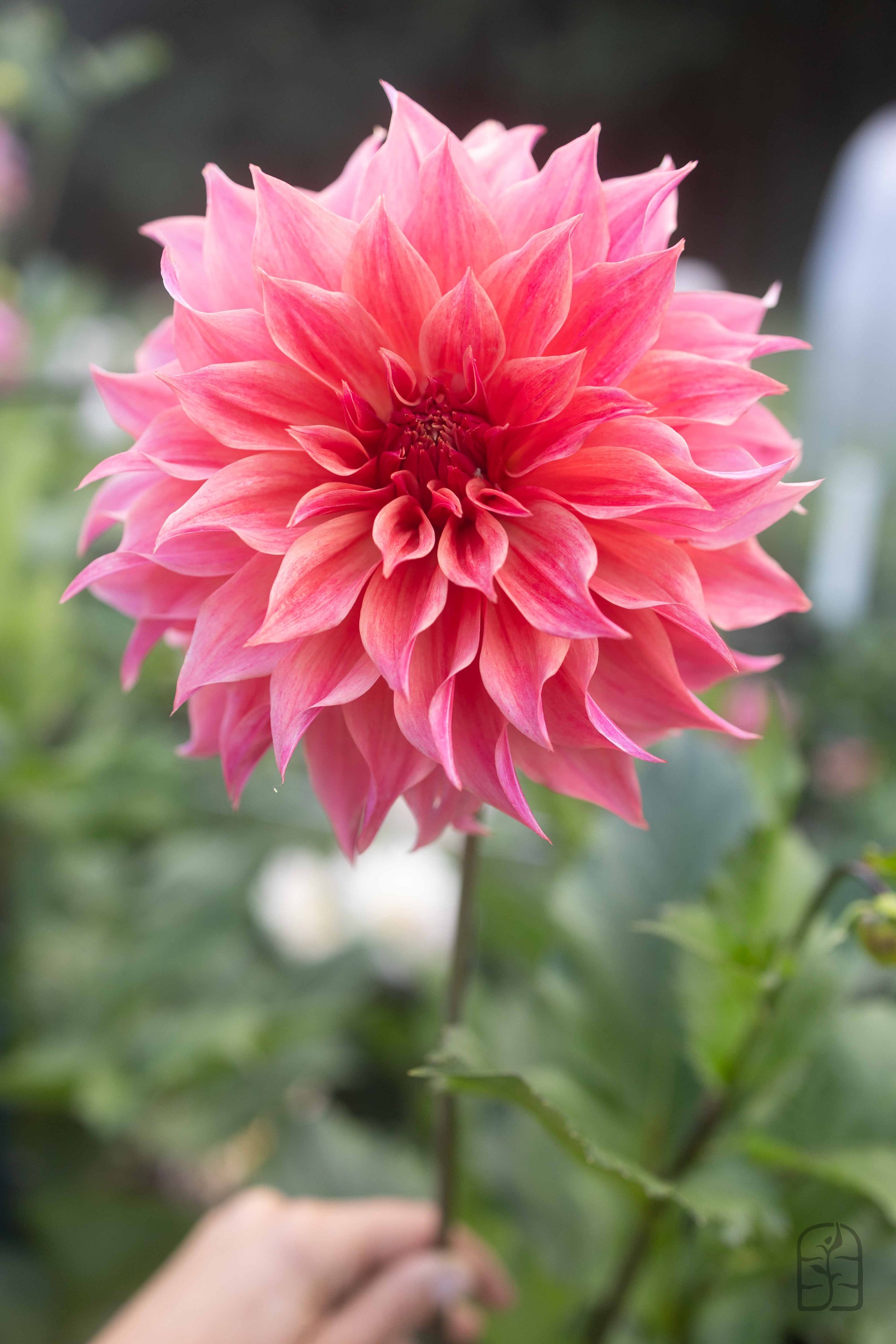 Carlos Watermelon 🇦🇺