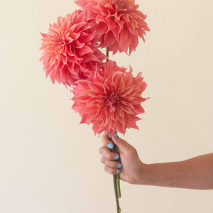 Carlos Watermelon 🇦🇺