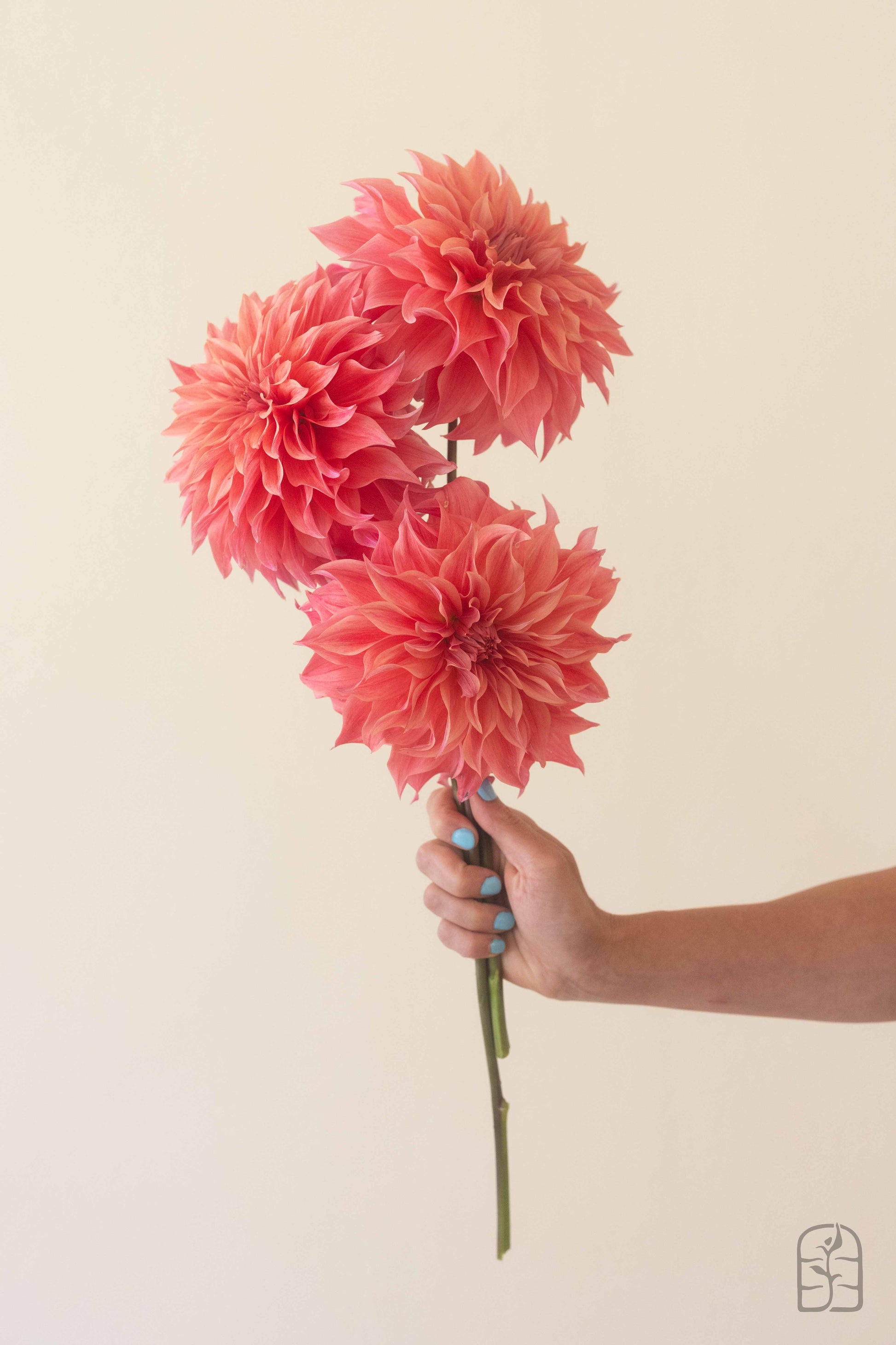 Carlos Watermelon 🇦🇺