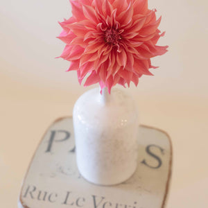 Carlos Watermelon 🇦🇺