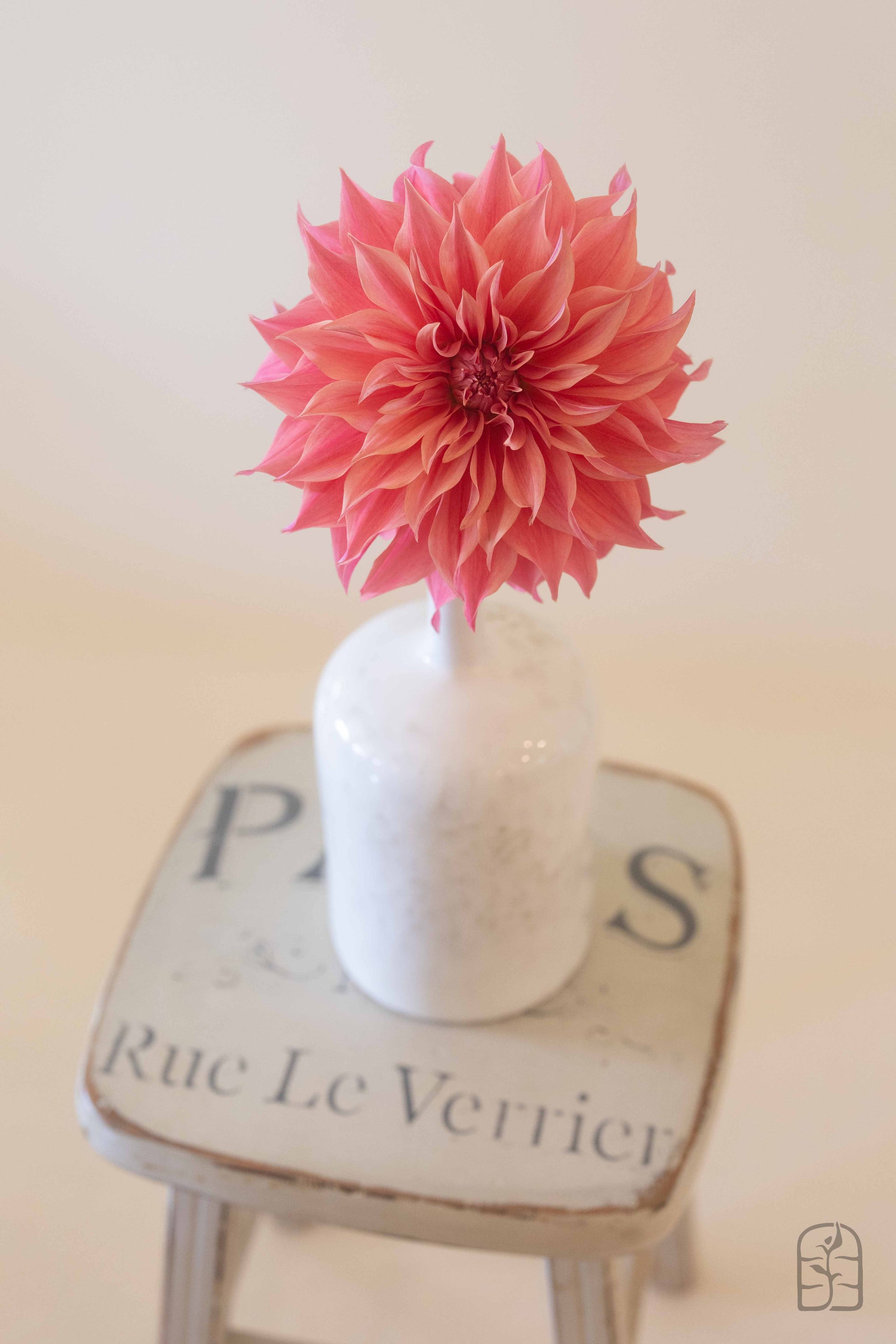 Carlos Watermelon 🇦🇺