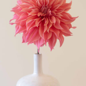 Carlos Watermelon 🇦🇺