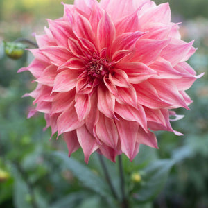 Carlos Watermelon 🇦🇺