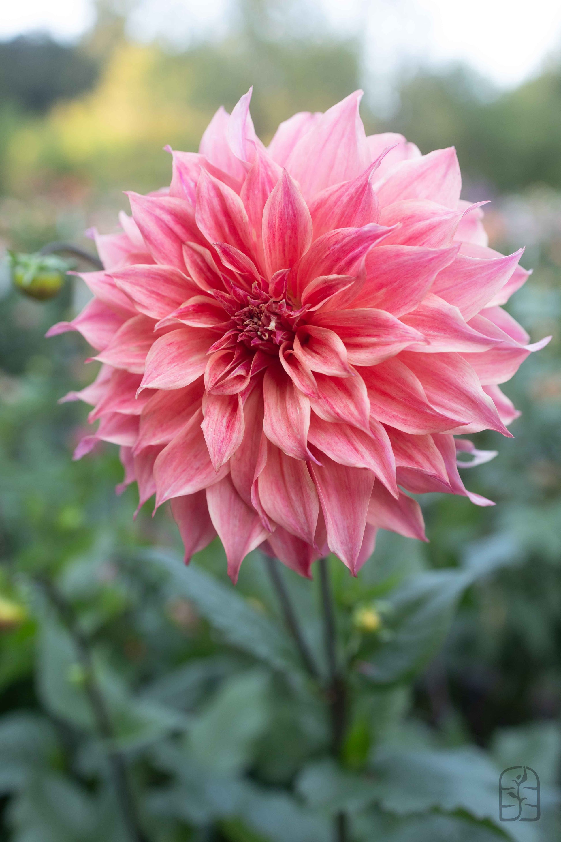 Carlos Watermelon 🇦🇺