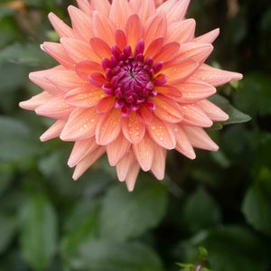 Dutch Pearl