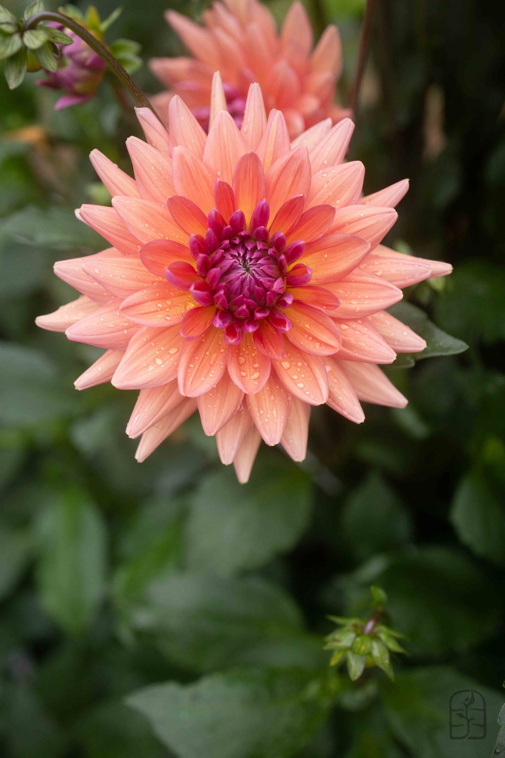 Dutch Pearl