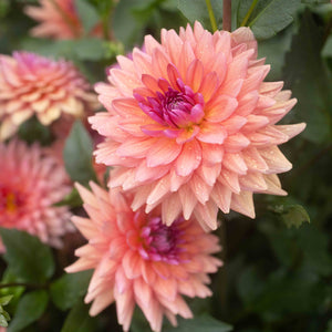 Dutch Pearl