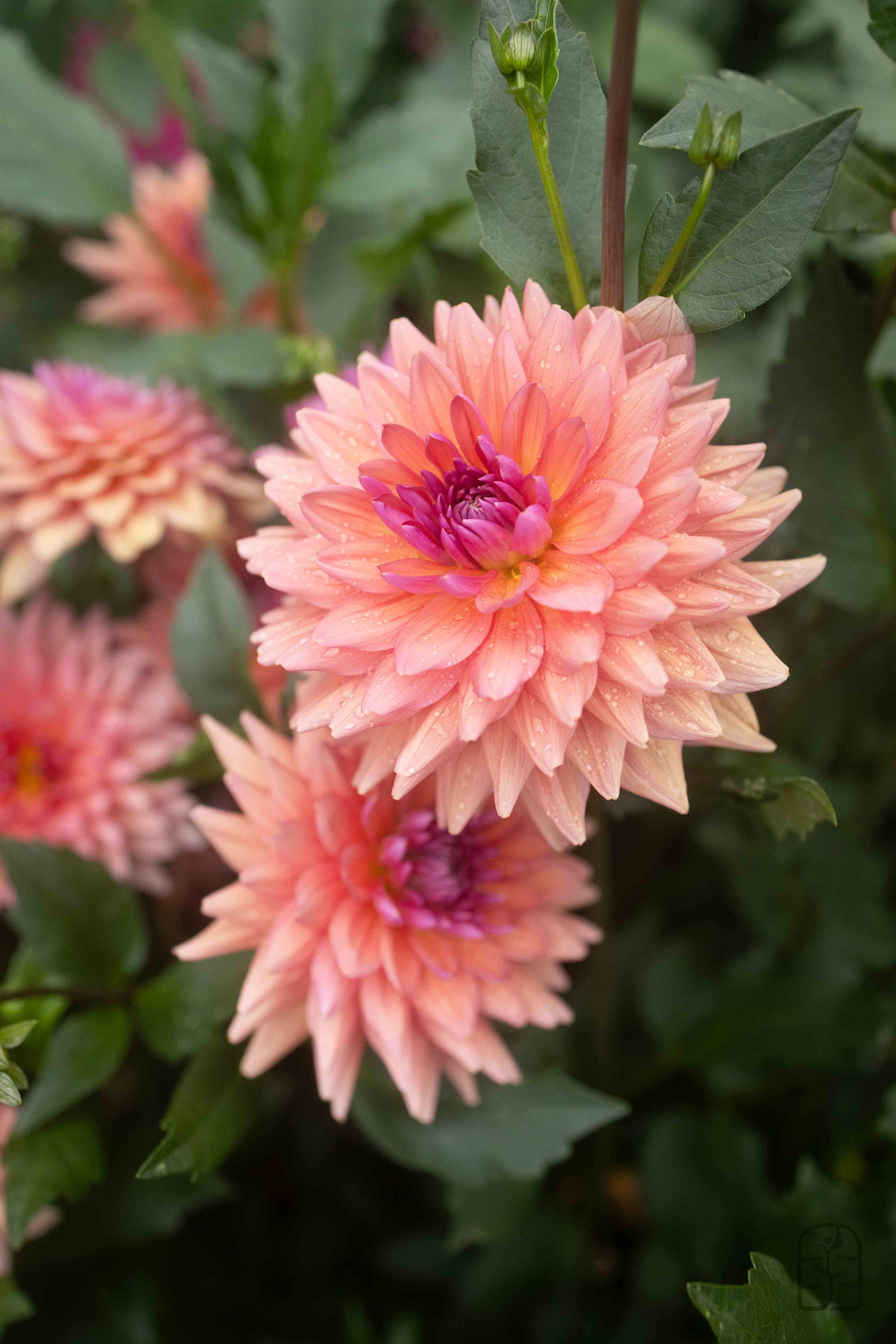 Dutch Pearl