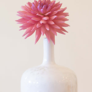 Dutch Pearl