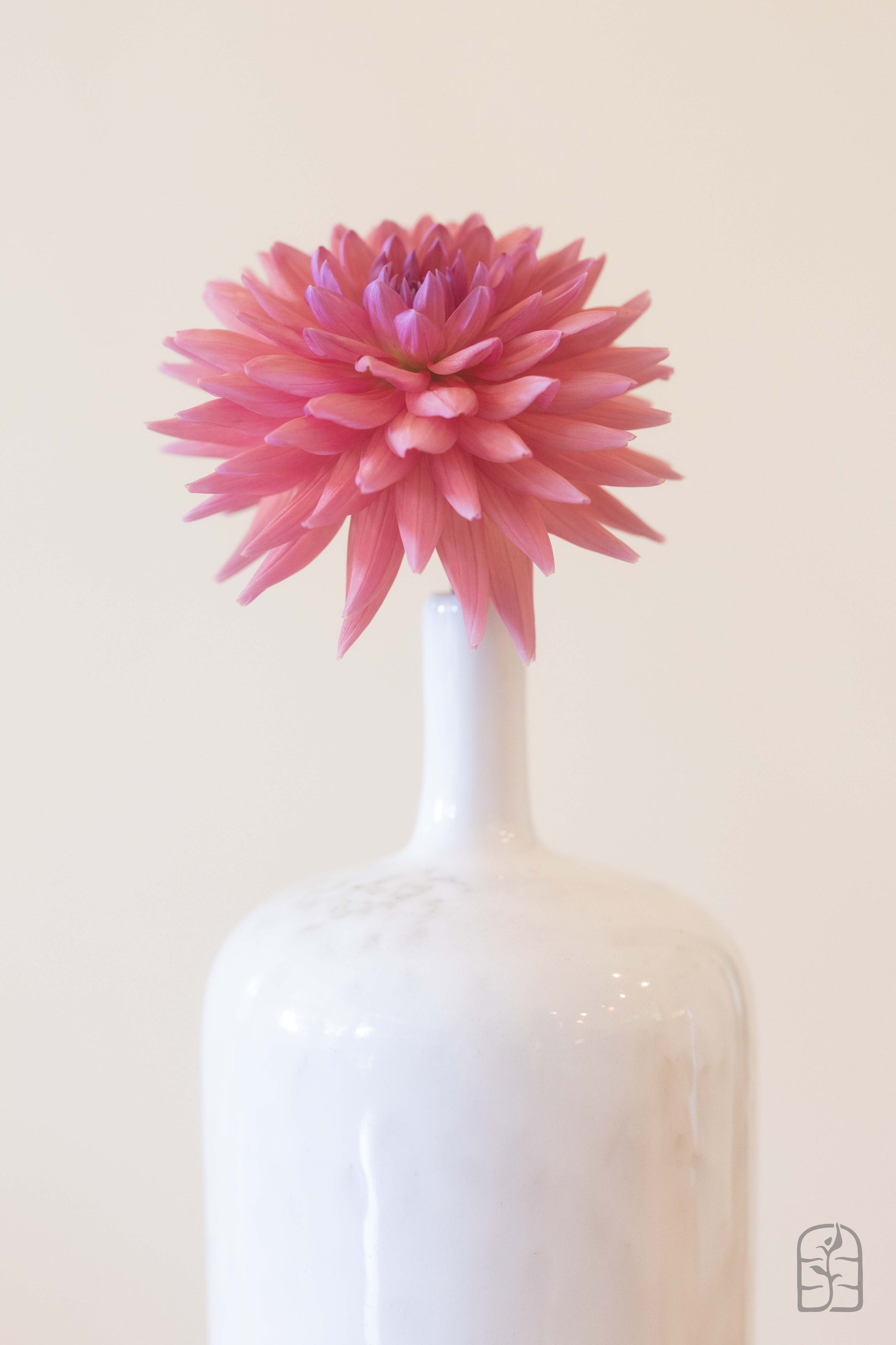 Dutch Pearl