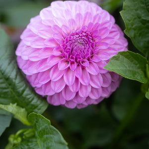 Glenmarc Connie 🇦🇺