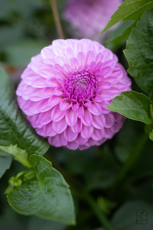 Glenmarc Connie 🇦🇺