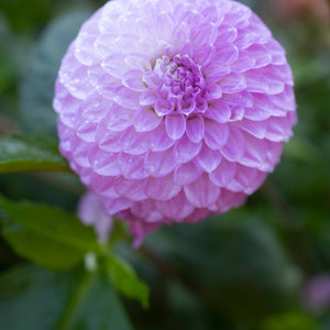 Glenmarc Connie 🇦🇺