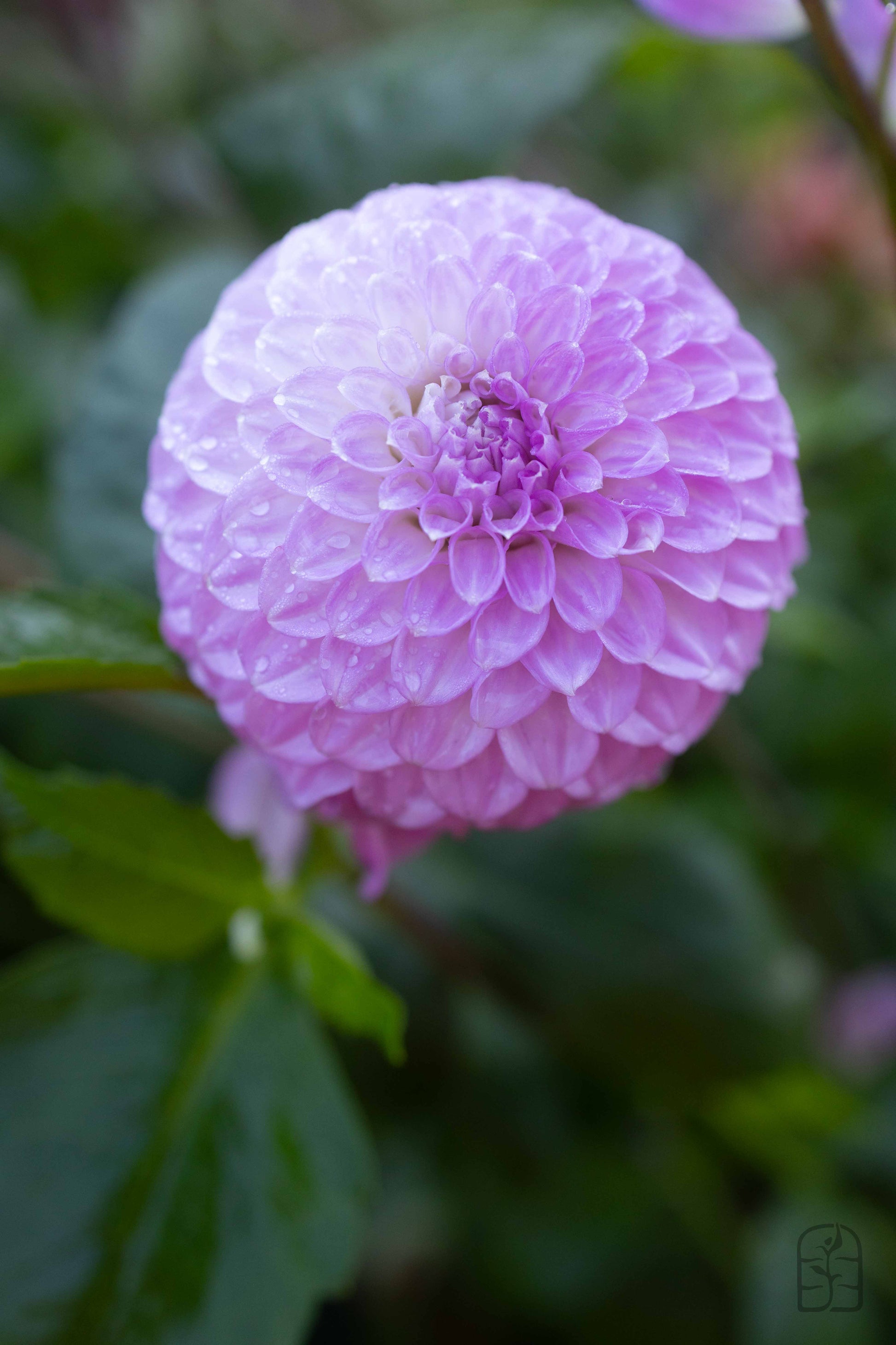 Glenmarc Connie 🇦🇺