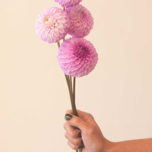 Glenmarc Connie 🇦🇺