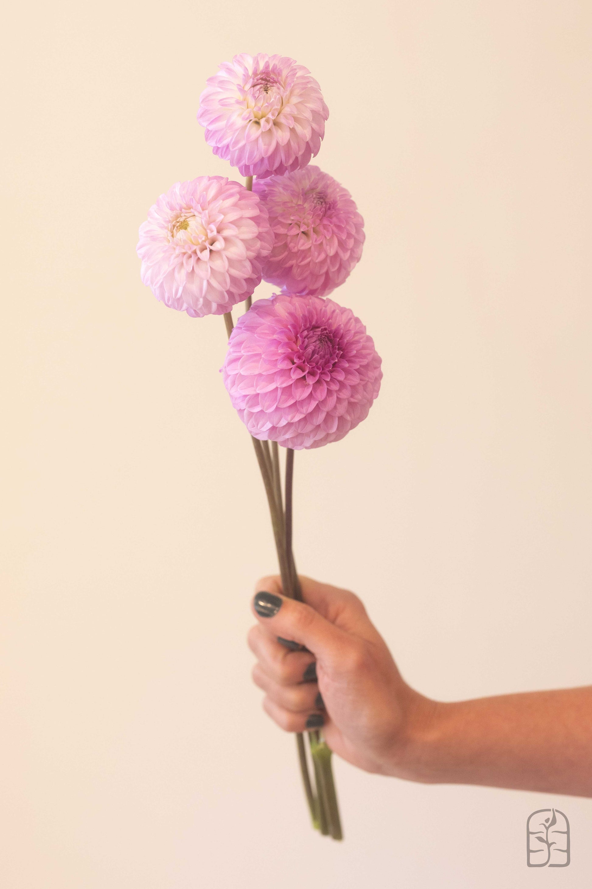 Glenmarc Connie 🇦🇺